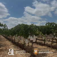 El Ayuntamiento de Monforte del Cid recibe una subvención de la Diputación de Alicante para el fomento de la agricultura y el medio rural
