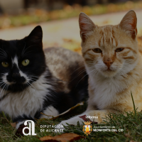 El Ayuntamiento recibe la subvención solicitada a la Diputación de Alicante para la esterilización de colonias urbanas de gatos sin propietario